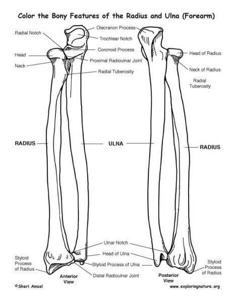 Кости кисти и предплечья руки человека