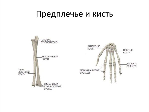 Лучевая кость анатомия расположение