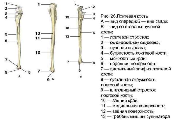 Предплечье и кисть