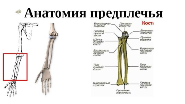 Локтевая кость строение анатомия