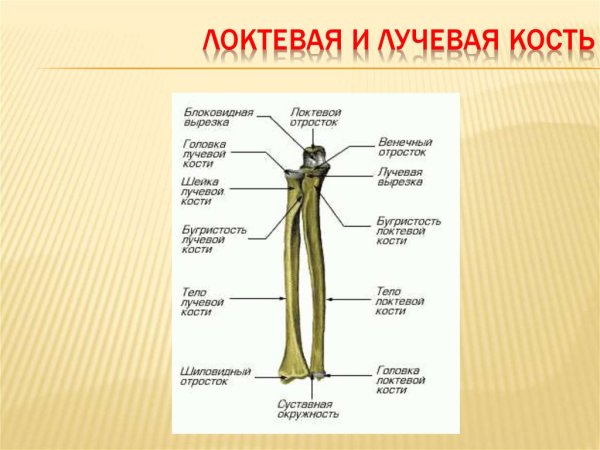 Локтевая кость анатомия человека
