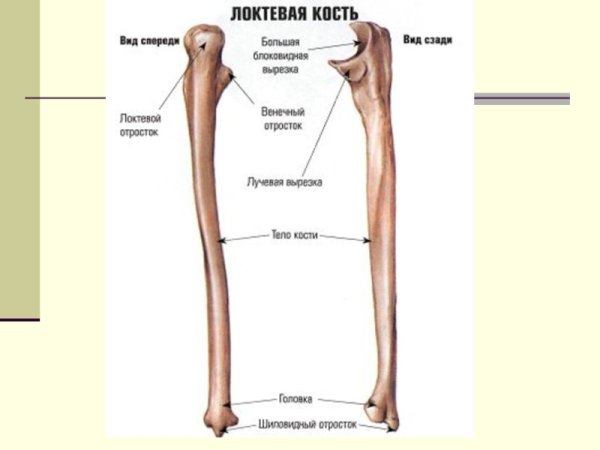 Плечевая кость на скелете