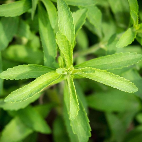 Стевия ребаудиана