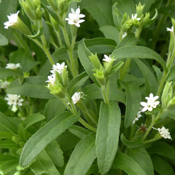 Stevia rebaudiana