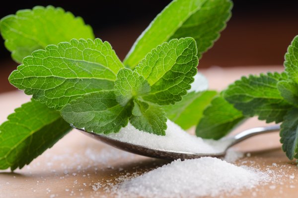 Stevia rebaudiana