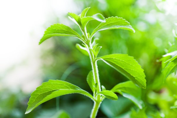Stevia rebaudiana