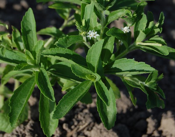 Stevia растение