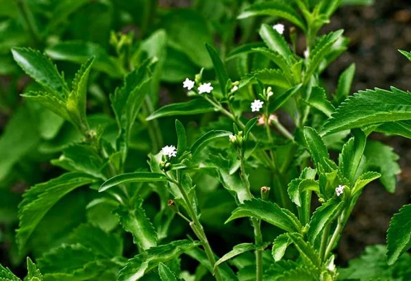 Stevia (медовая трава)