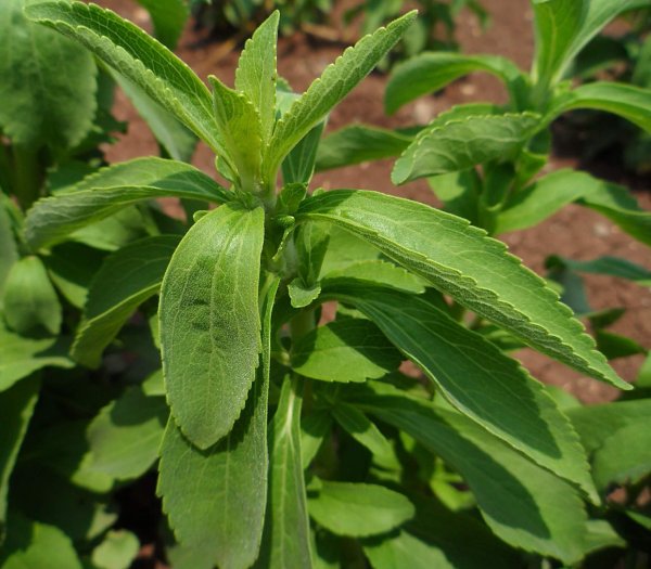 Stevia rebaudiana