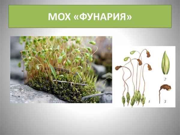 Фунария мох рис