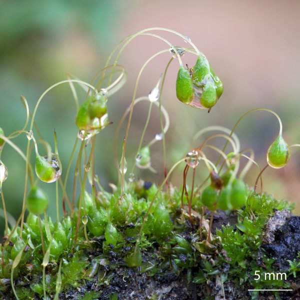 Мхи Bryophyta