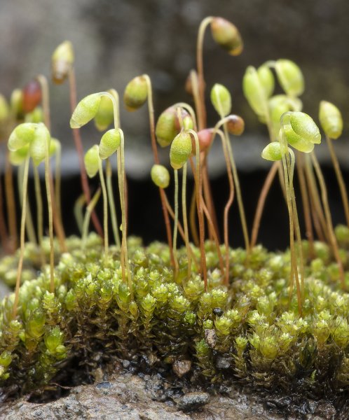 Funaria hygrometrica мох