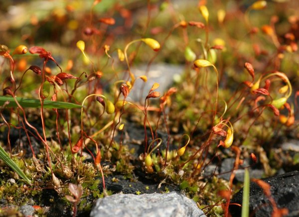 Фунария гигрометрическая (Funaria hygrometrica)
