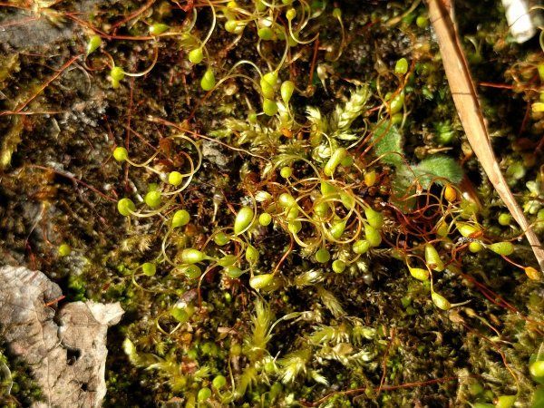 Полия поникшая (Pohlia Nutans)