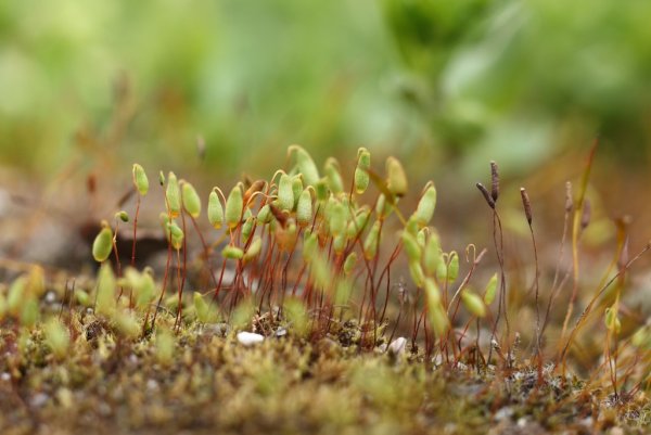 Funaria hygrometrica