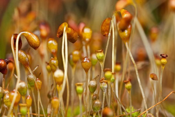 Funaria hygrometrica