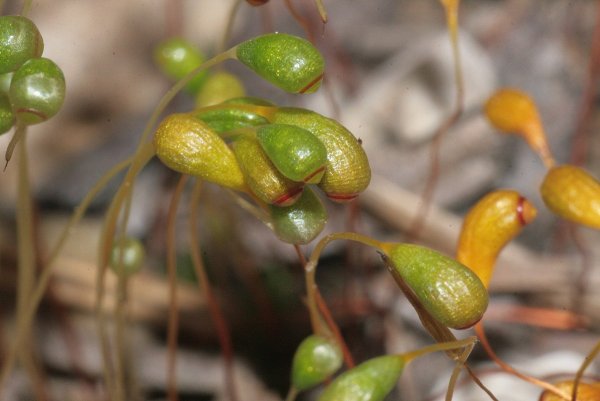 Funaria hygrometrica мох