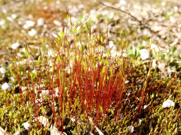 Funaria hygrometrica мох