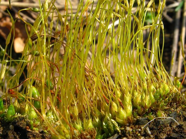 Gymnostomum aeruginosum