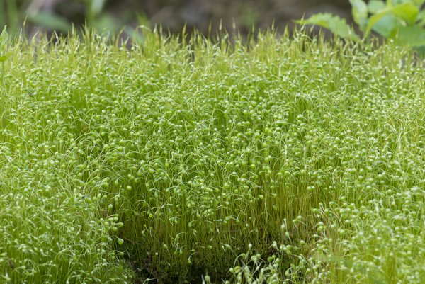 Funaria hygrometrica мох