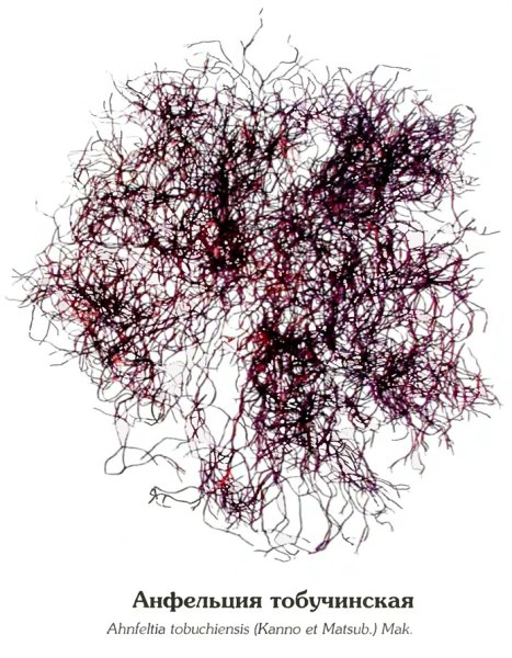 Анфельция тобучинская Ahnfeltia tobuchiensis