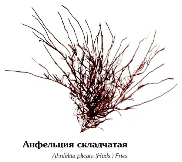 Анфельция тобучинская