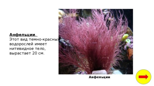 Строение красных водорослей анфельций