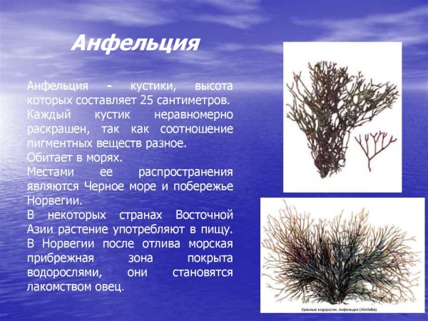 Анфельция тобучинская
