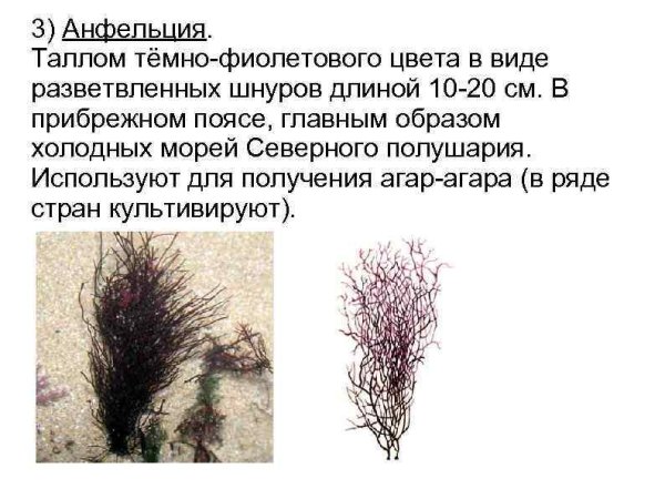 Красные водоросли анфельция