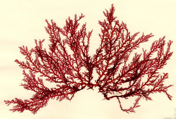 Gelidium amansii
