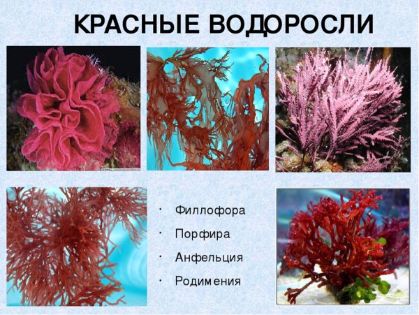 Анфельция водоросль