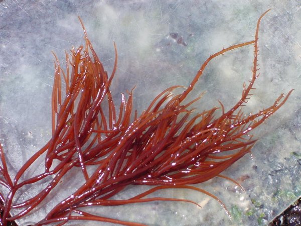 Бурые водоросли Филлофора