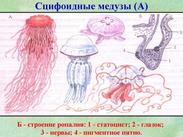 Кишечнополостные Сцифоидные медузы