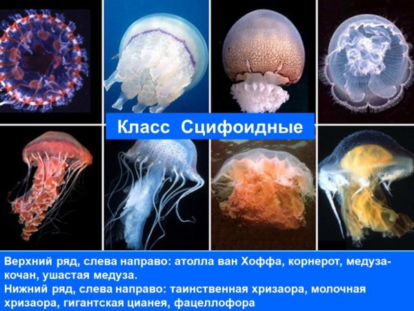 Представители сцифоидных кишечнополостных