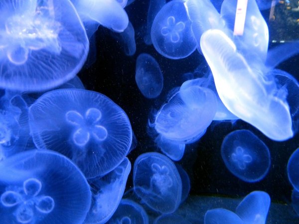 Синие морские беспозвоночные