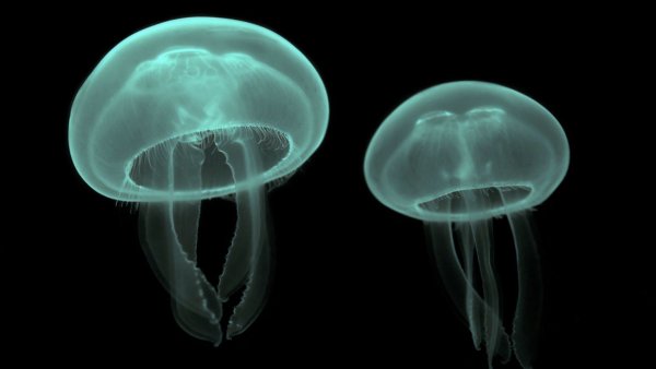 Aurelia Aurita медуза