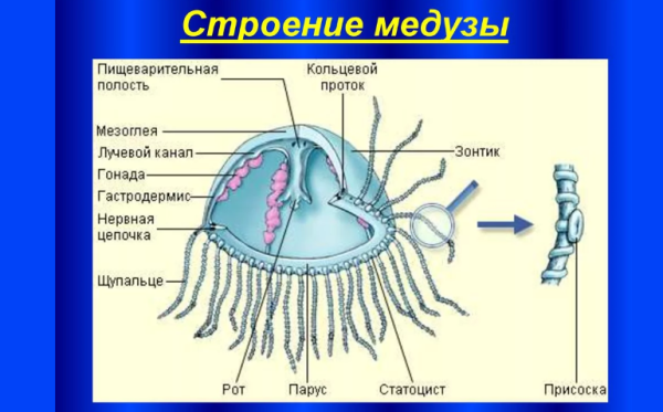Строение сцифоидной медузы