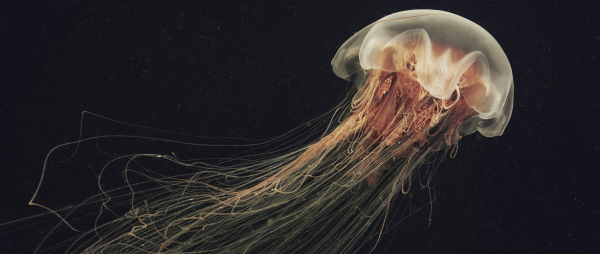 Медуза картинки биология (49 фото)