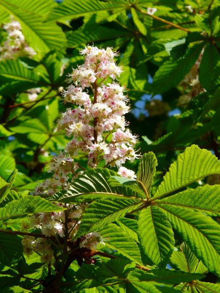 Каштан (Aesculus hippocastanum)