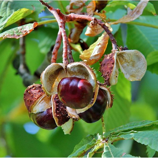 Каштан (Aesculus hippocastanum)