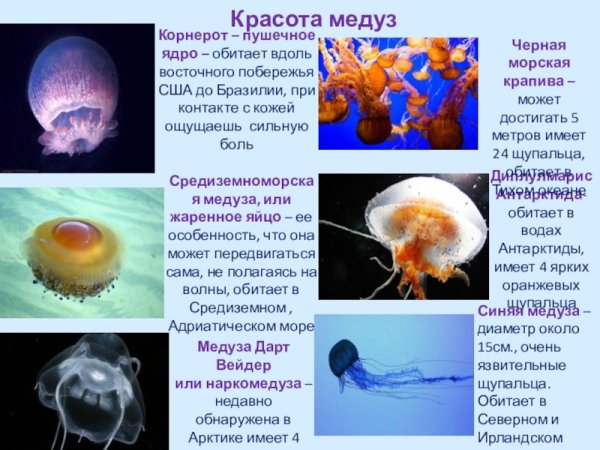 Медузы презентация