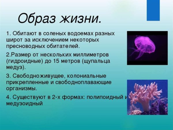 Образ жизни сцифоидных медуз