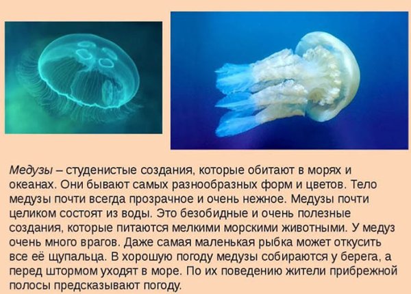 Медуза описание