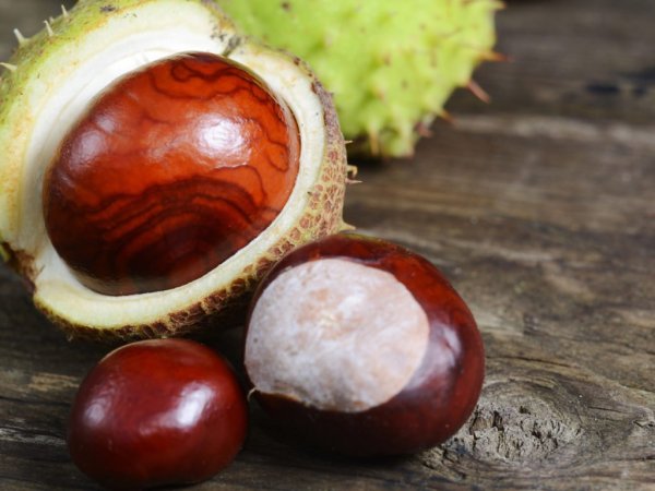 Каштан конский (Aesculus)