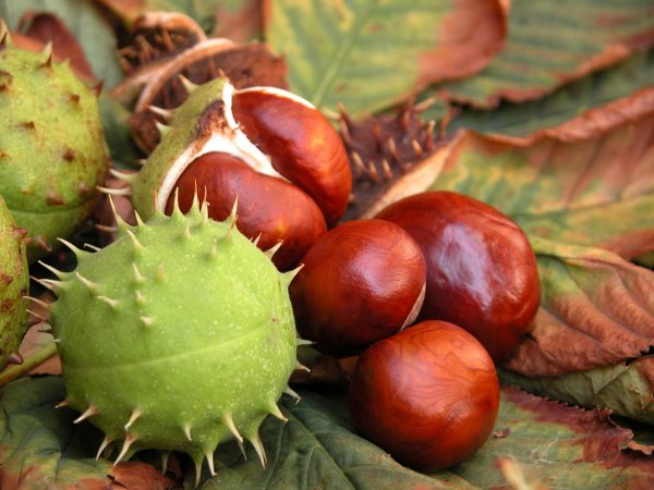 Каштан (Aesculus hippocastanum)