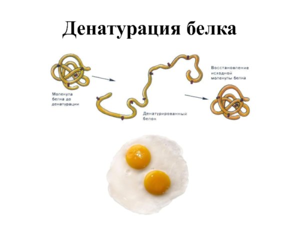 Структура белка. Денатурация. Ренатурация.