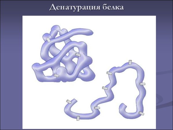 Денатурация белков