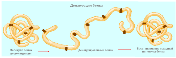 Процесс денатурации белка