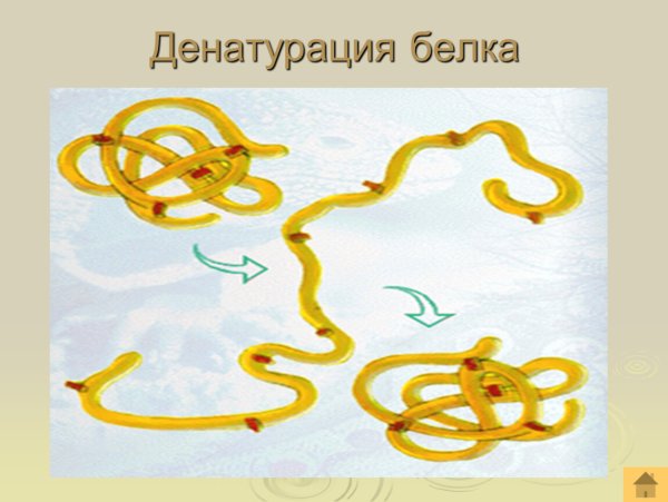 Денатурация и ренатурация
