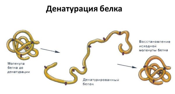 Денатурация белка схема